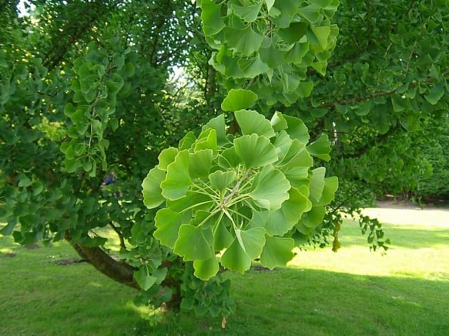 Ginkgo Biloba, czyli Miłorząb dwuklapowy. Sekret długowieczności