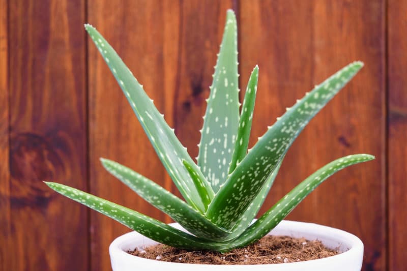 Wykorzystaj aloes w letniej pielęgnacji