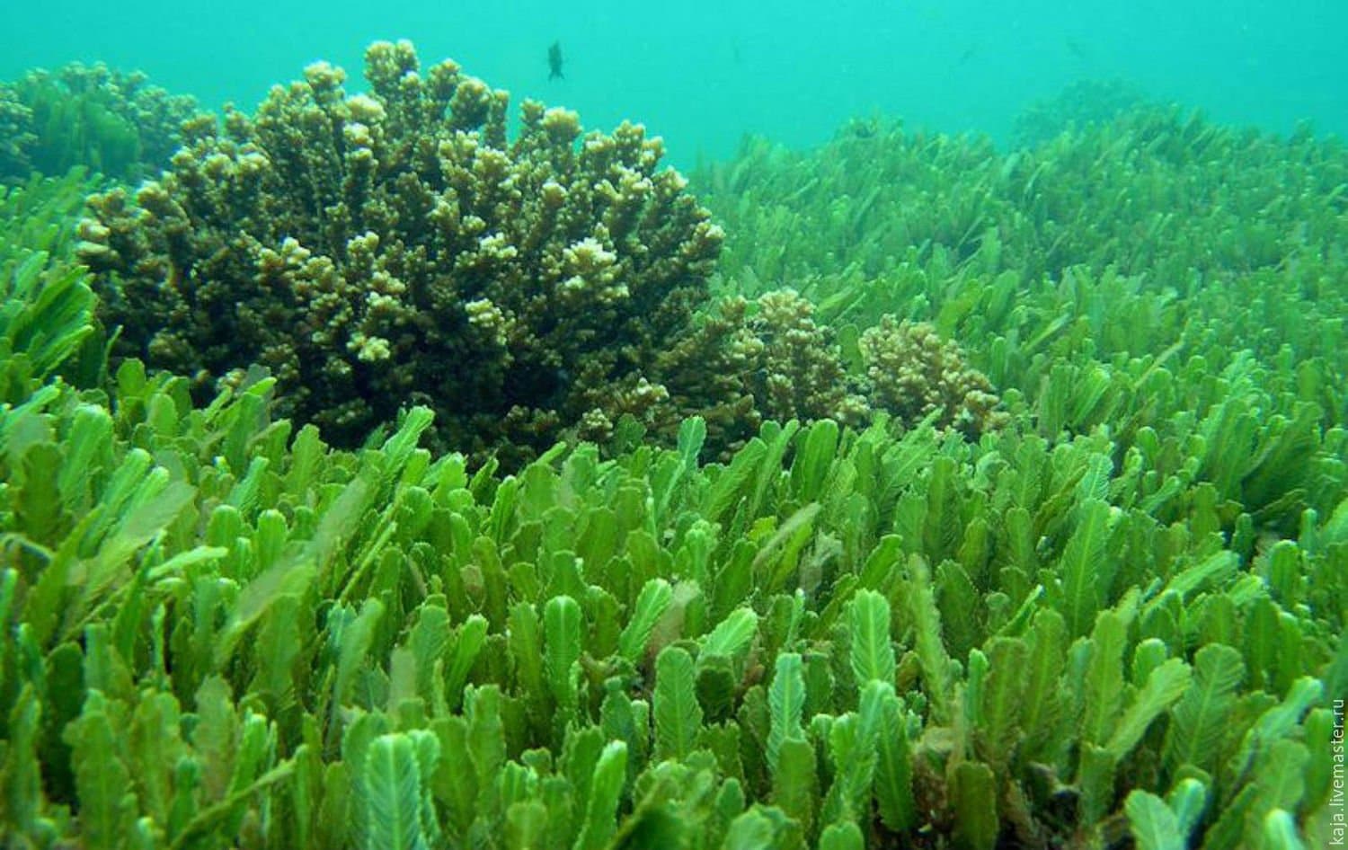Chlorella - niesamowita roślina dla zdrowej wątroby